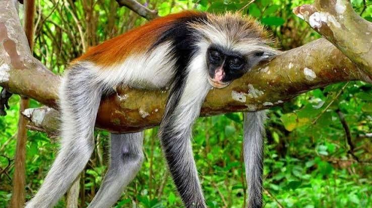 Stone Town experience in Zanzibar